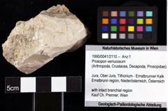 Foto (Objket + Etiketten) von Prosopon verrucosum 